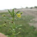 Broomwort - Photo (c) J. Fernando Pío León, some rights reserved (CC BY-NC), uploaded by J. Fernando Pío León