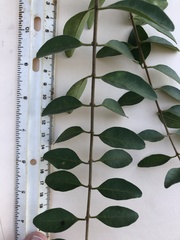 Ligustrum sinense
