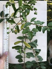 Ligustrum sinense
