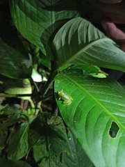 Pristimantis omeviridis