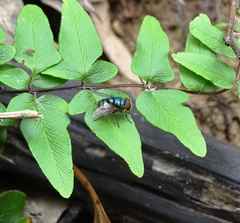 Chrysomya incisuralis