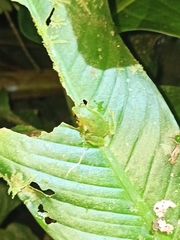 Pristimantis omeviridis