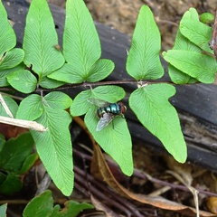 Chrysomya incisuralis