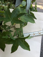 Liquidambar styraciflua