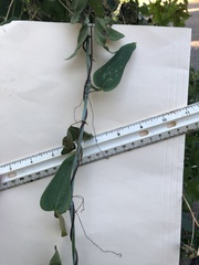Smilax