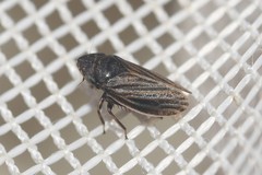 Aphrodini