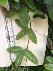 Passiflora lutea