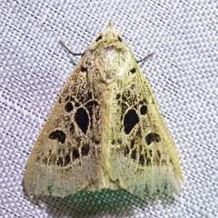 Herminodes atrosignata