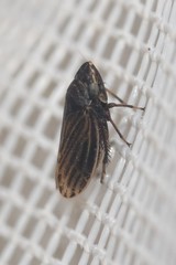 Aphrodini