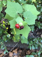 Malvaviscus arboreus