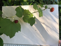 Malvaviscus arboreus