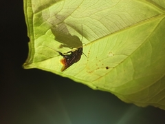 Eulaema speciosa
