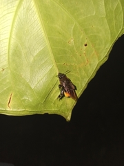 Eulaema speciosa