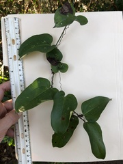 Smilax