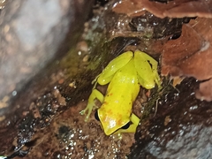 Pristimantis omeviridis