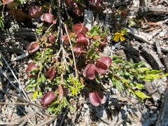 Dodonaea camfieldii