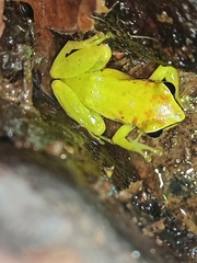 Pristimantis omeviridis