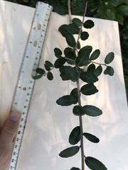 Ilex vomitoria