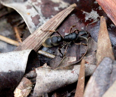 Pseudoneoponera rufipes