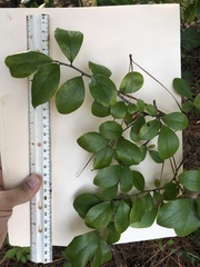 Vaccinium arboreum