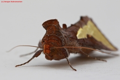 Thysanoplusia orichalcea