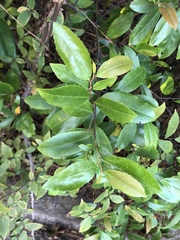Prunus caroliniana