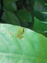 Pristimantis omeviridis