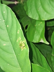 Pristimantis omeviridis