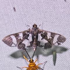 Desmia bajulalis