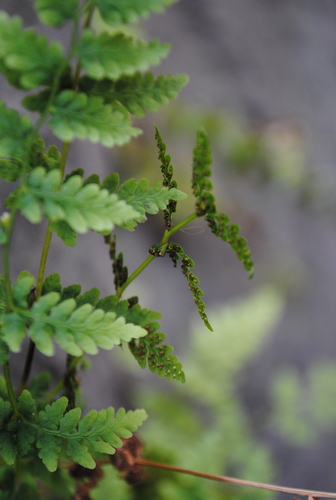 Image of Cystopteris tennesseensis by (c) Zihao Wang, some rights reserved (CC BY)