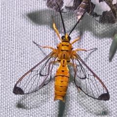 Isanthrene felderi