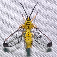 Isanthrene felderi