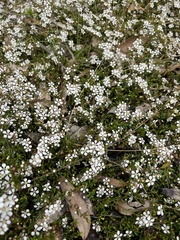 Euryomyrtus ramosissima