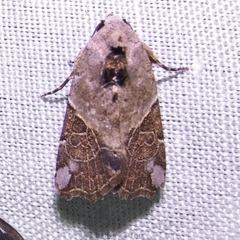 Gonodes liquida