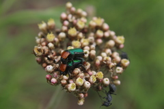 Leucocelis haemorrhoidalis