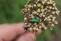 Leucocelis haemorrhoidalis