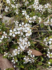 Euryomyrtus ramosissima