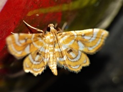 Musotima