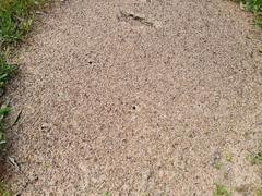 Iridomyrmex purpureus