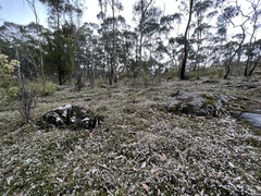 Euryomyrtus ramosissima