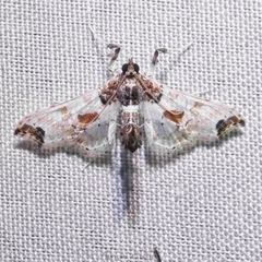 Neoleucinodes elegantalis