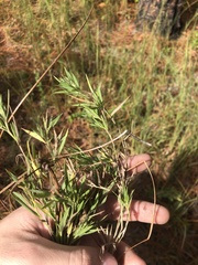 Dichanthelium meridionale