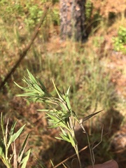 Dichanthelium meridionale
