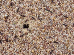 Iridomyrmex purpureus