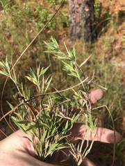 Dichanthelium meridionale