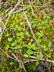 Gonocarpus micranthus