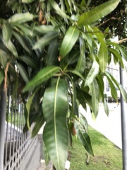 Mangifera indica