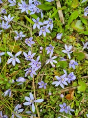 Isotoma