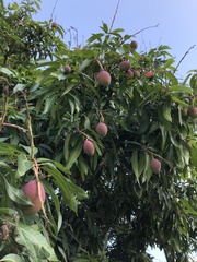 Mangifera indica