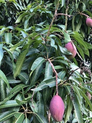Mangifera indica